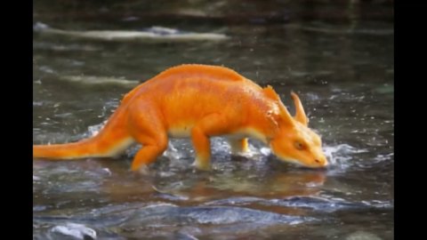 The Dragons of Goldstream Park