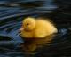 BabyDuckling's picture